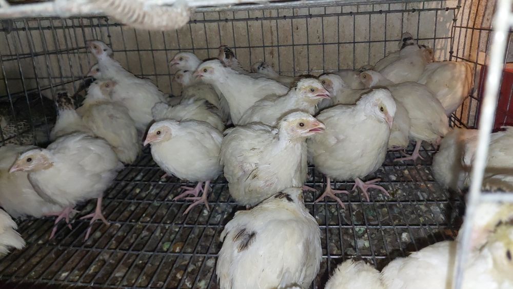 Prepelite 5 rase disponibile