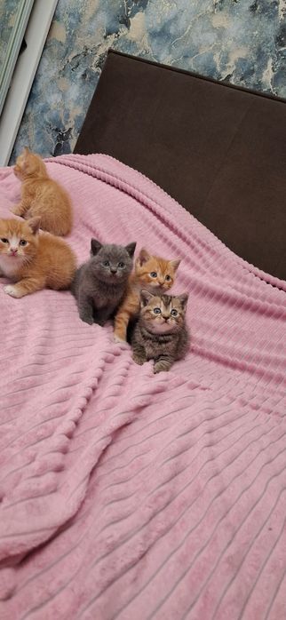 Британские котики