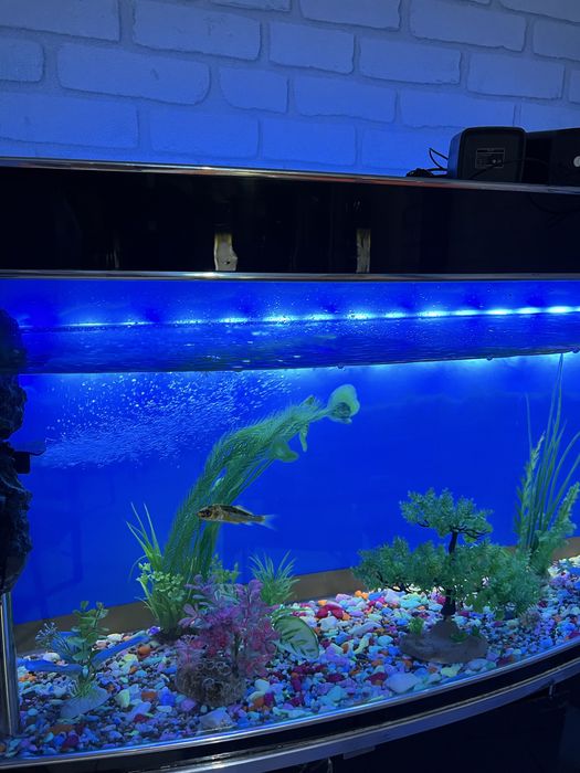 Akvarium sotiladi