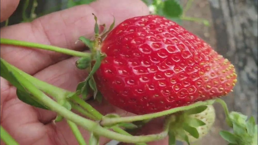 Клубник Корейский солхян