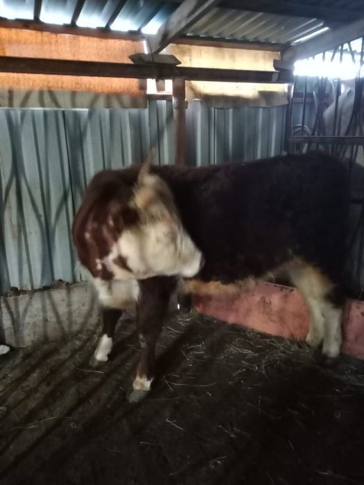 2 жасар өгіз сатылады