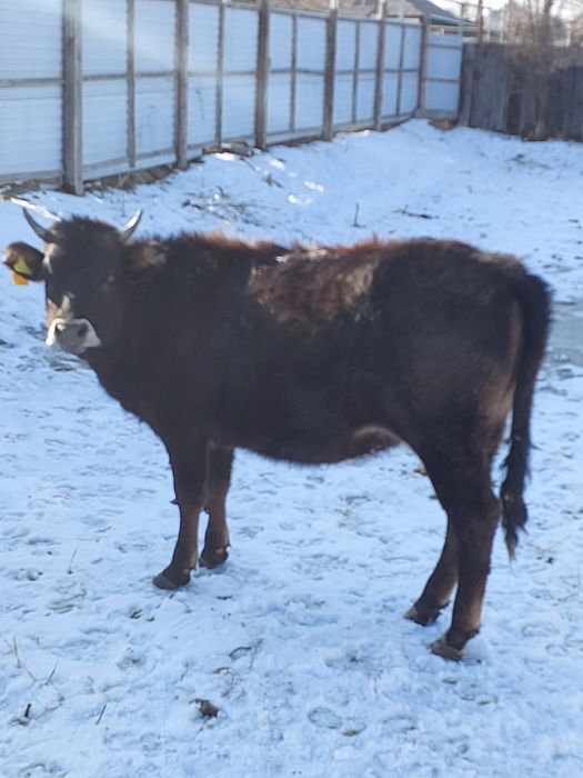 Продам телку  от молочной коровы