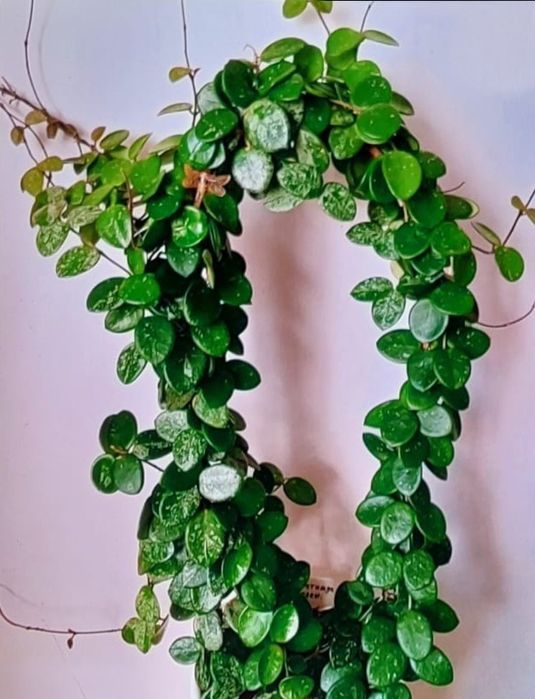 Хойя Матильда Сильвер Сплеш