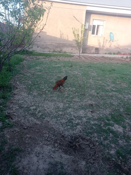 Жас кораз 10 ай .