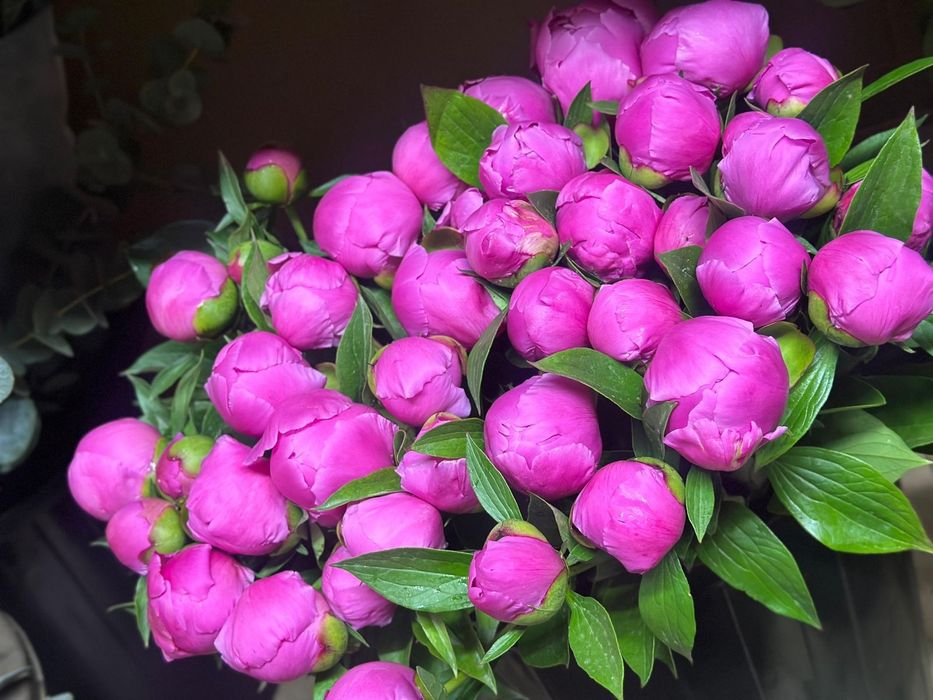 Продам тюльпаны разные