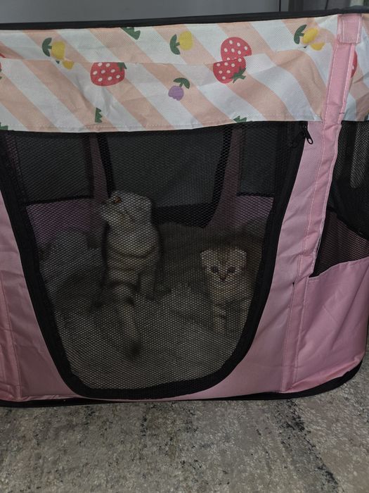 Вольер для котят и маленьких собак
