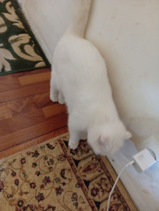 Кошка вислоухая чистая белая стерильная умная домашняя