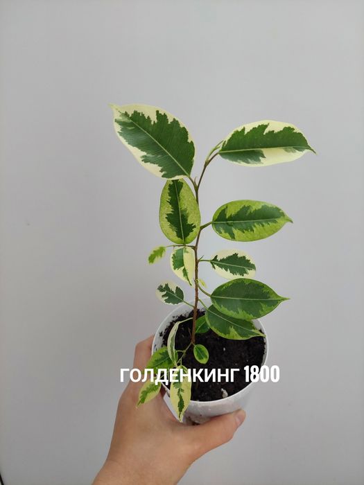 Комнатные растения