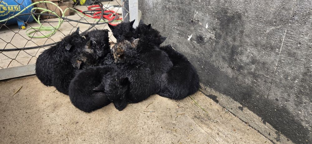 Продам щенков немецкой овчарки