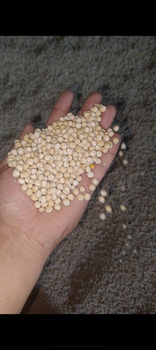 Продам горох россыпью