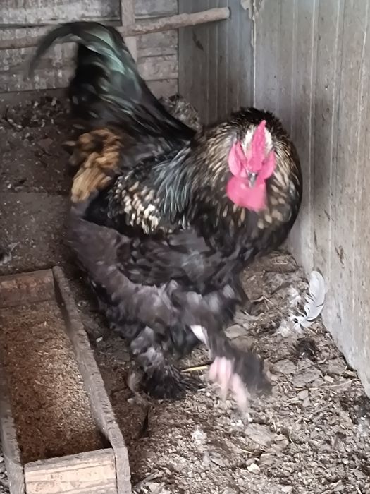 Петух.          .