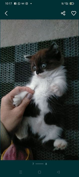 Отдам котёнка в добрые руки