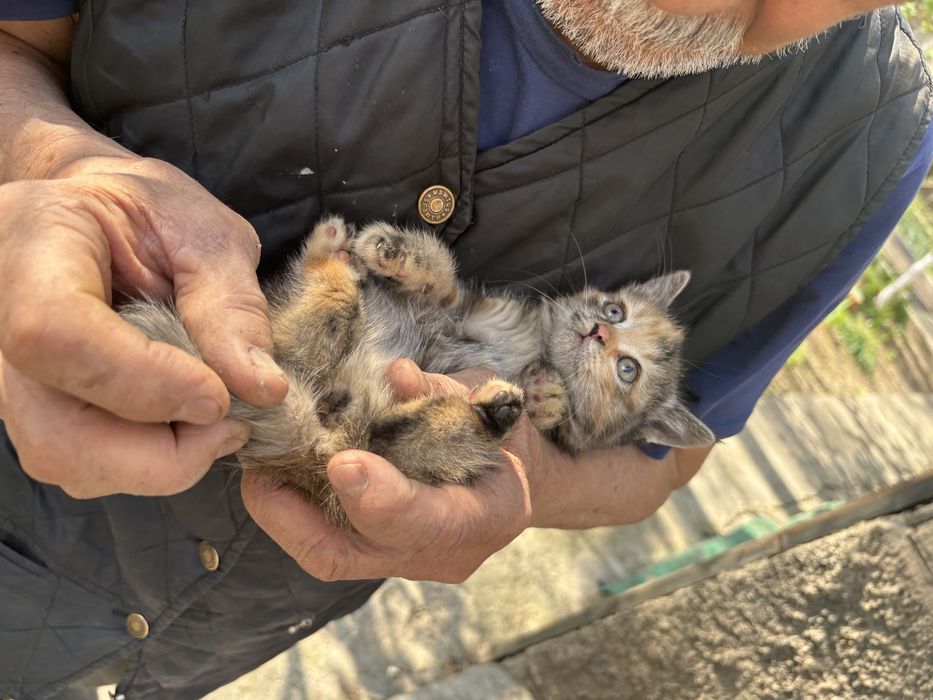 Котята в добрве руки