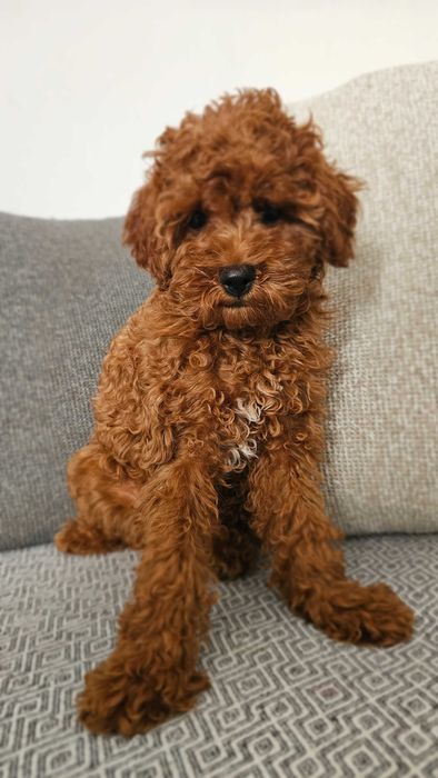 Toy poodle red brown