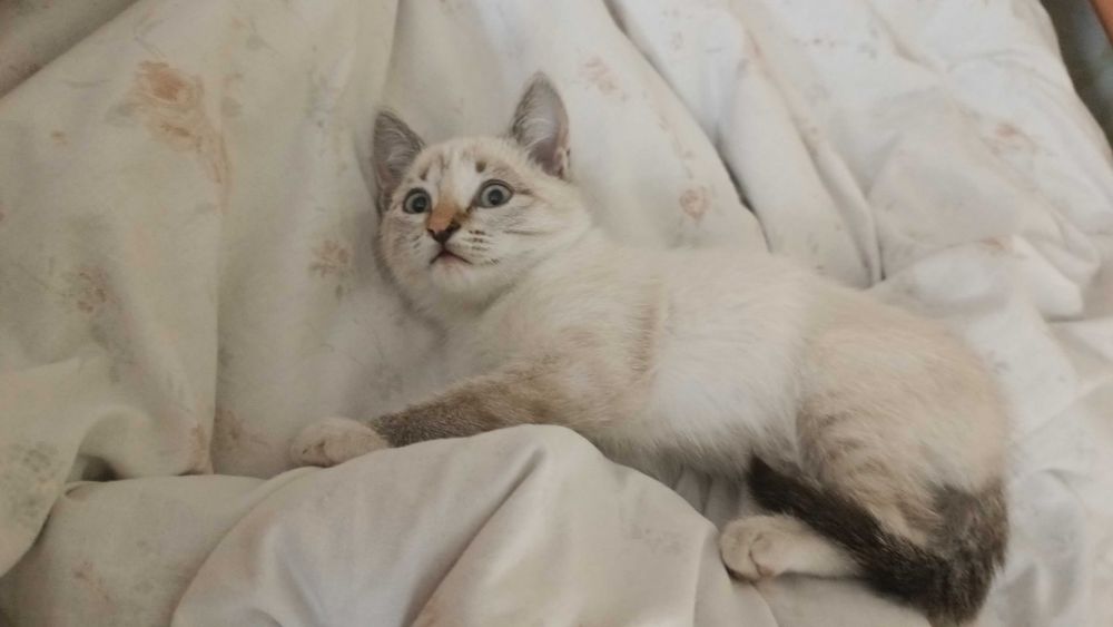Отдам котят добрым людям