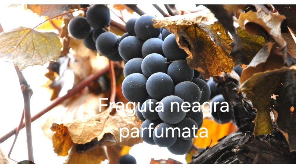 Vand butasi vita de vie anul 2 si 3