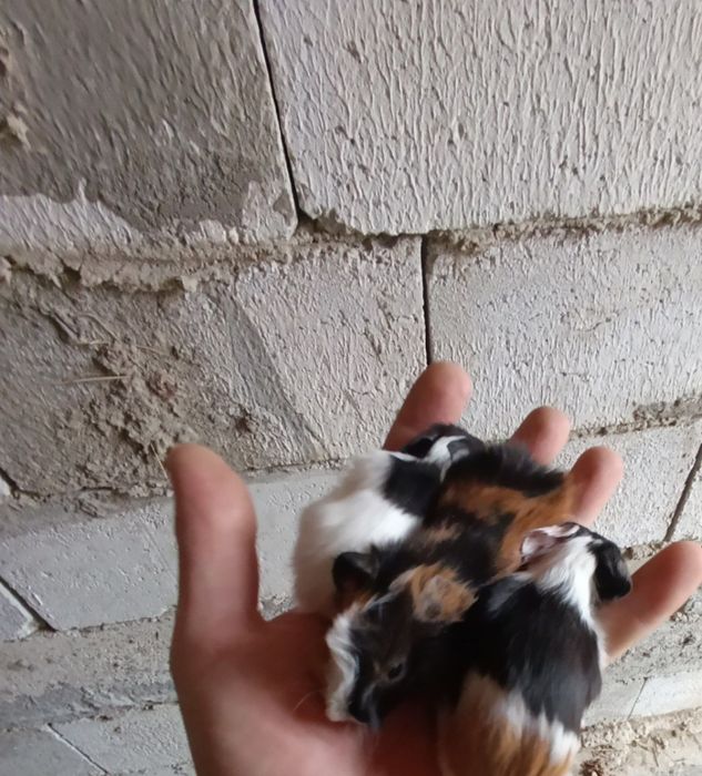 Продаются морские свинки