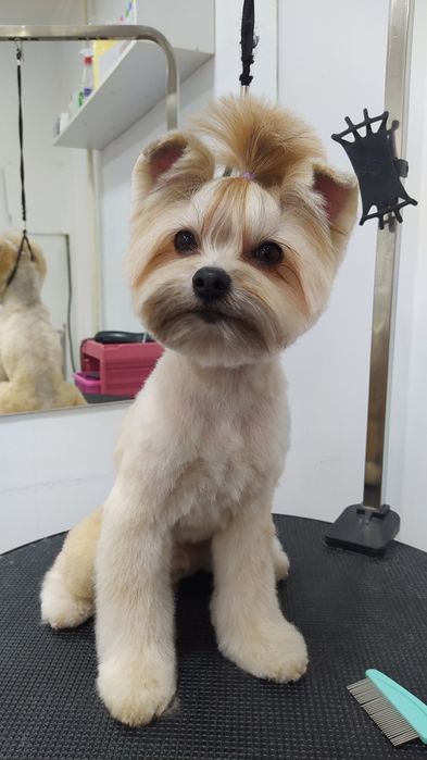 Стрижка собак, груминг