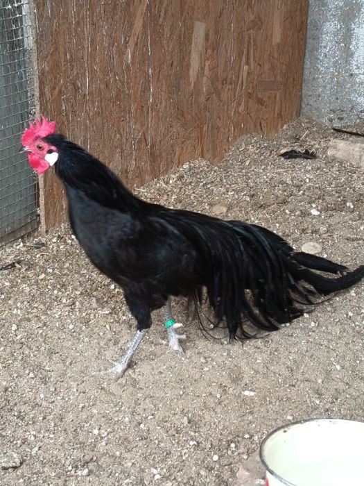 Găini Phönix pitic