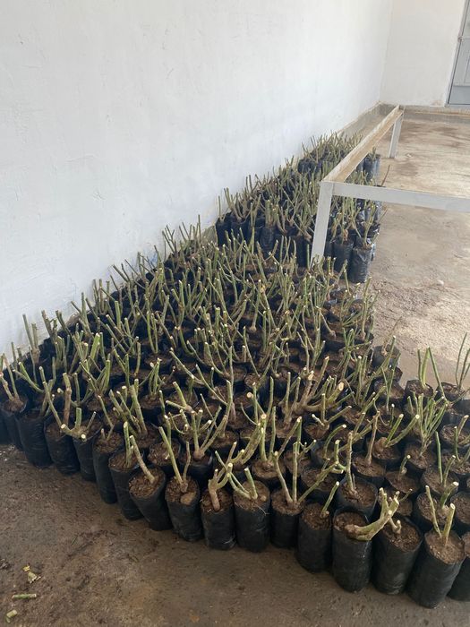 Цветы гулдер бар