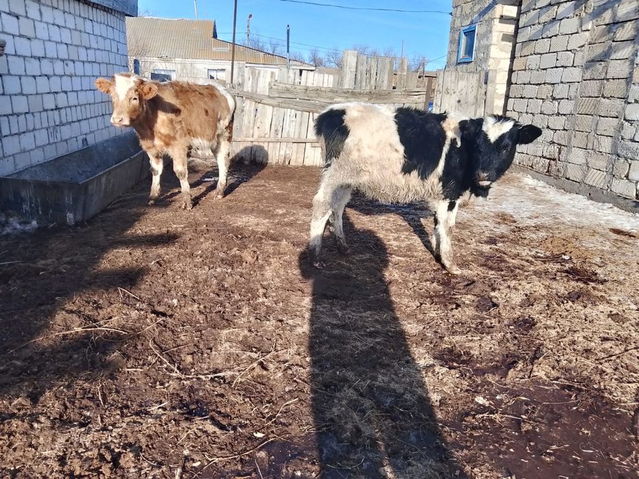 Саке939448)):8;₽39