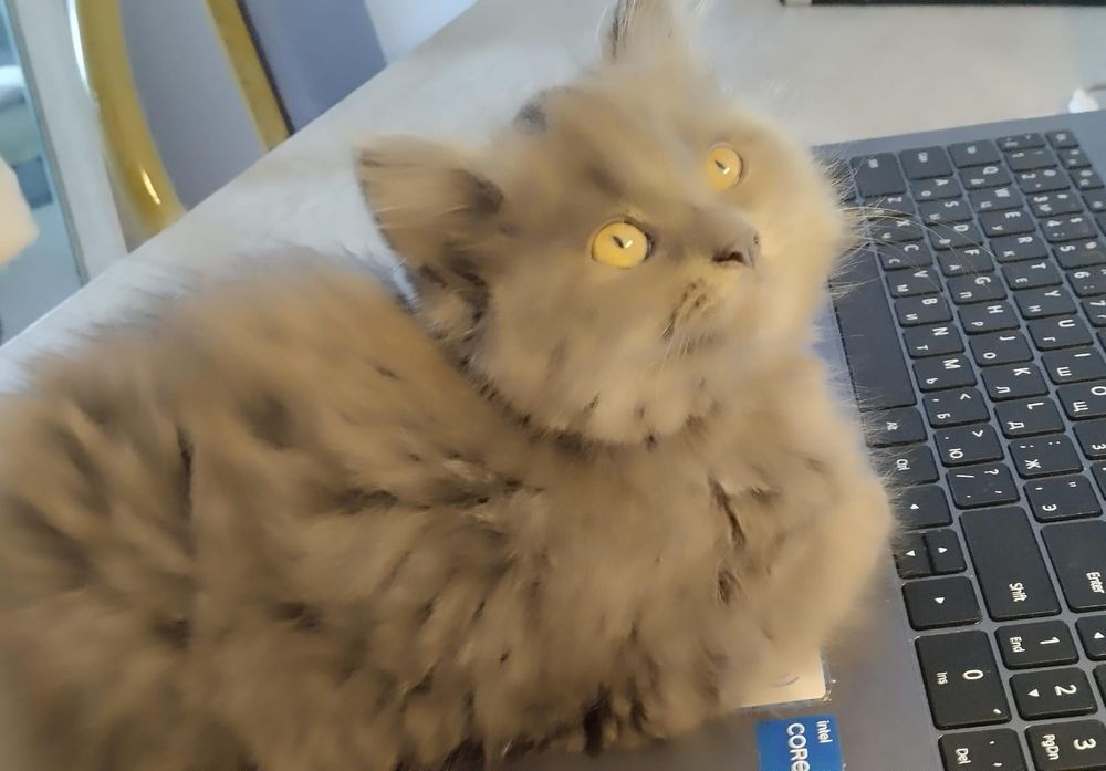 Котенок, длинношерстная