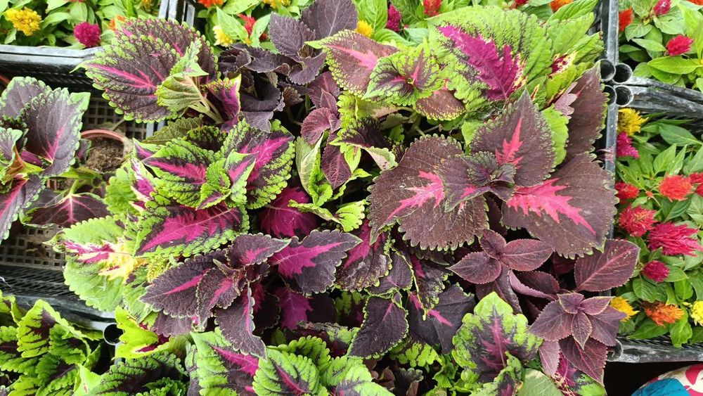 Ландшафтный дизайн Поливная система Укладка жывого газона