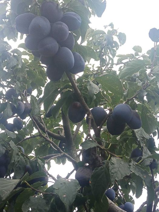 Prune Stanley si Eduard de vanzare
