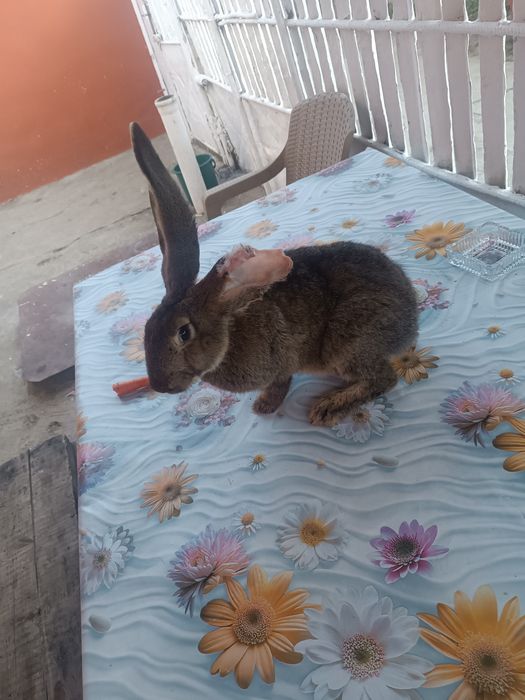 Iepuroi de vânzare