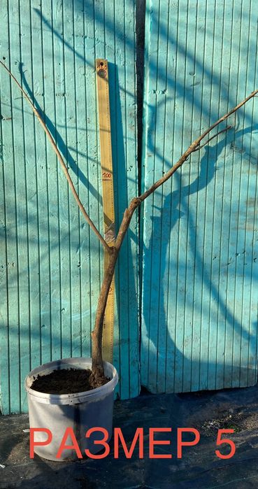 Нарове – селекция от много сортове с различни характеристики, дръвчета