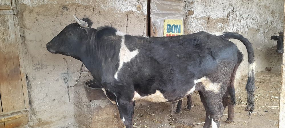 Ho'kiz yoshi 3yoshda