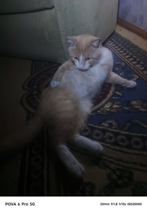 Отдам кота в добрые руки