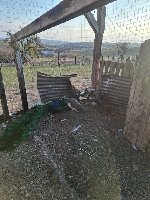 Vand  pereche de pauni