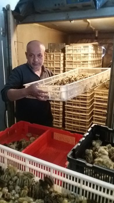 Бедана тухум йуналишидаги жужа тухуми bedana bedona перепёлка перепела