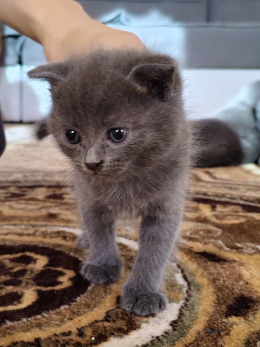 Вислоухие котята, даром