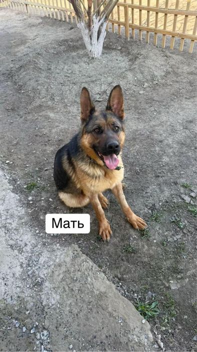 Немецкая овчарка