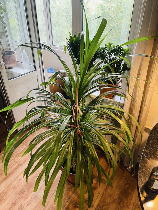 Пандаус огромный цветок