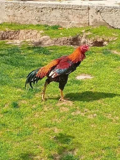 Dakan xoroz sotiladi