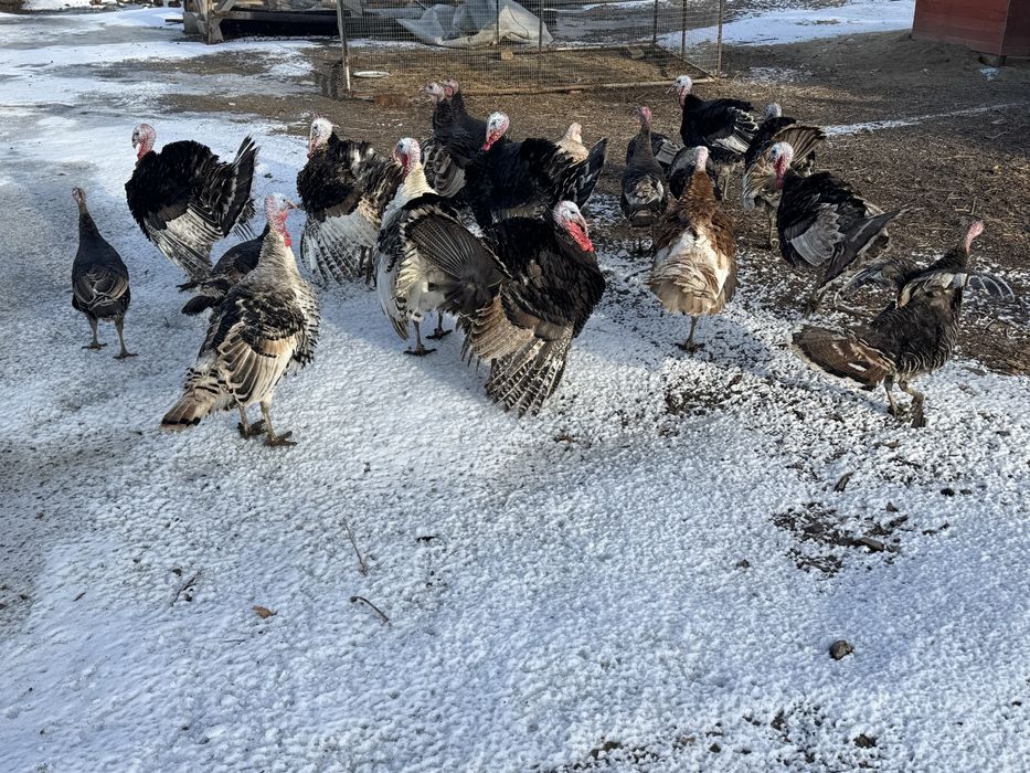 Продаются индюки