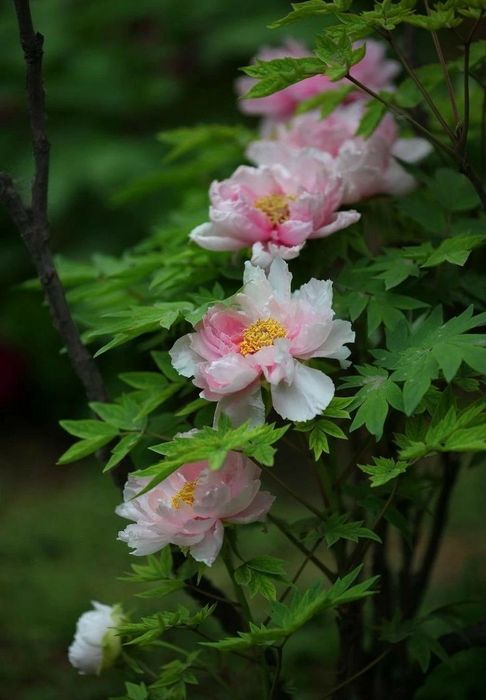 Bujor de Tip Pomisor (Diferite Culori )