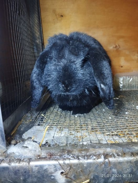 Кролики домашние