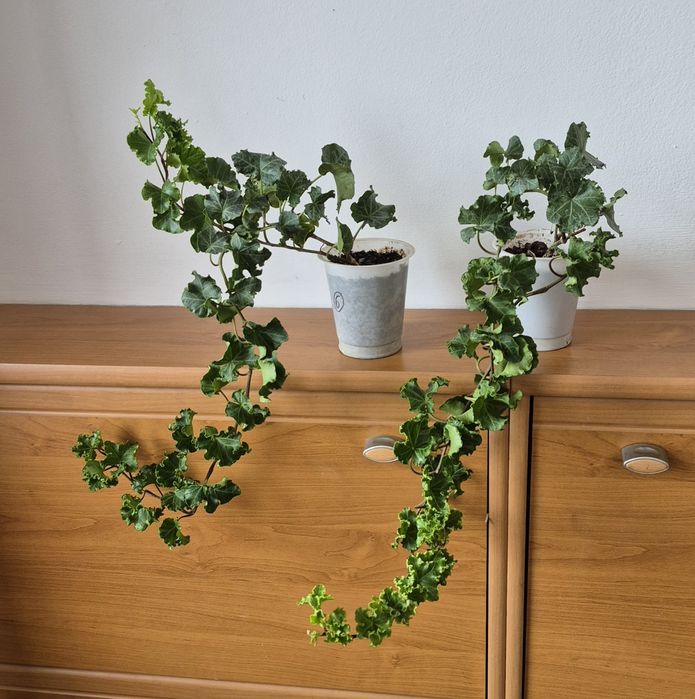 плющ Кристата и Офиопогон