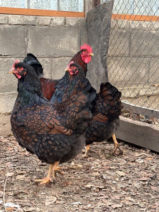 Борневельдер золото.