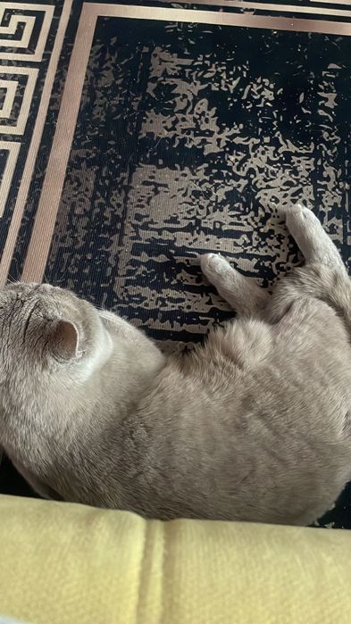 Британская кошка