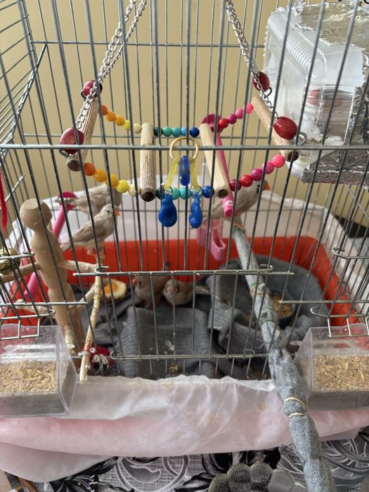 Продавам амадинки