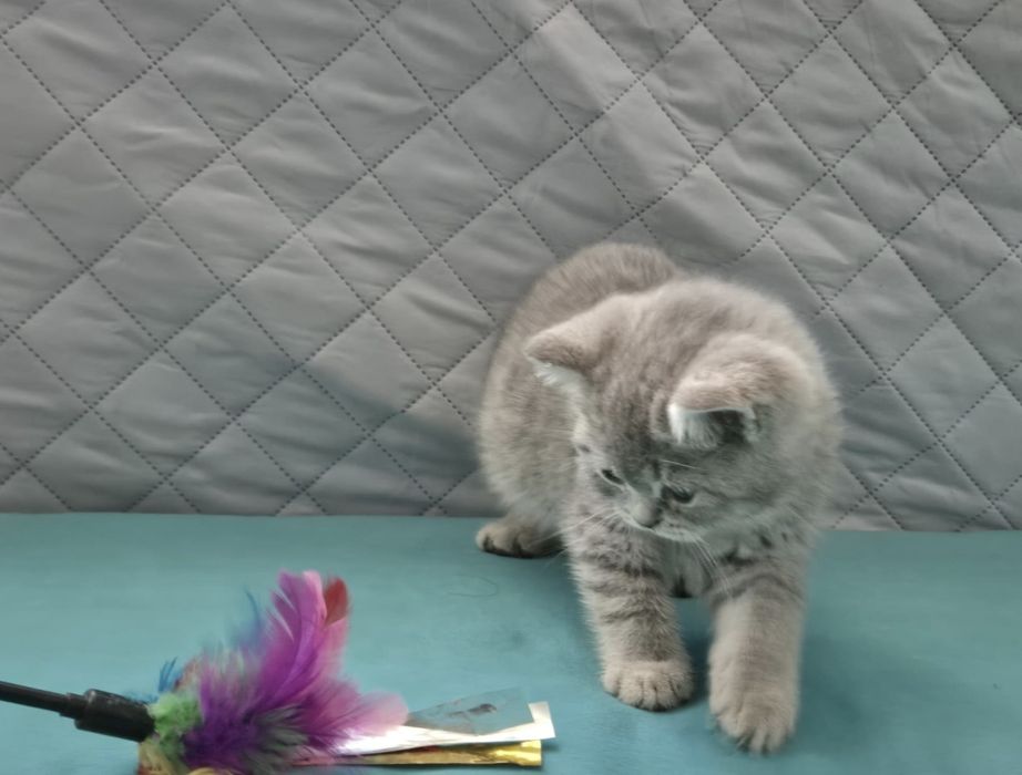British Shorthair Pui