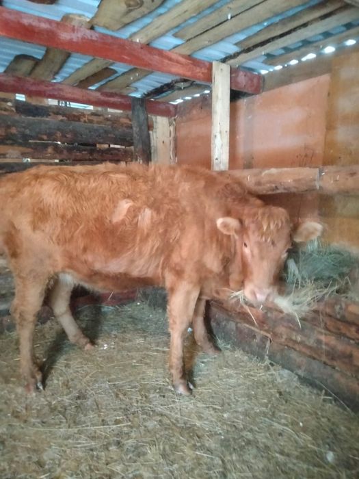 Продам телку с откорма
