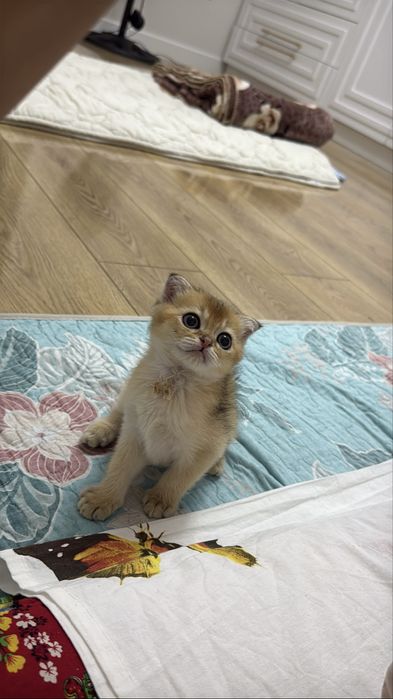Срочно продаю котенка