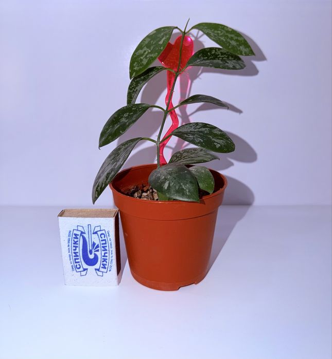 Хойя, комнатные растения, комнатные цветы