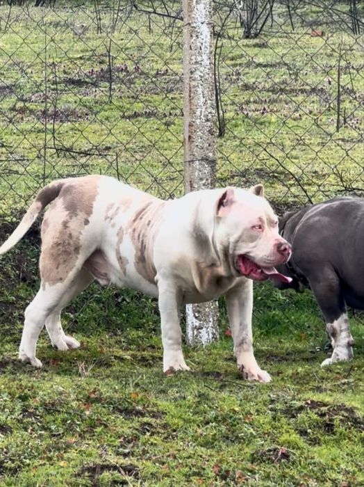 American bully XL / Американско були ХЛ
